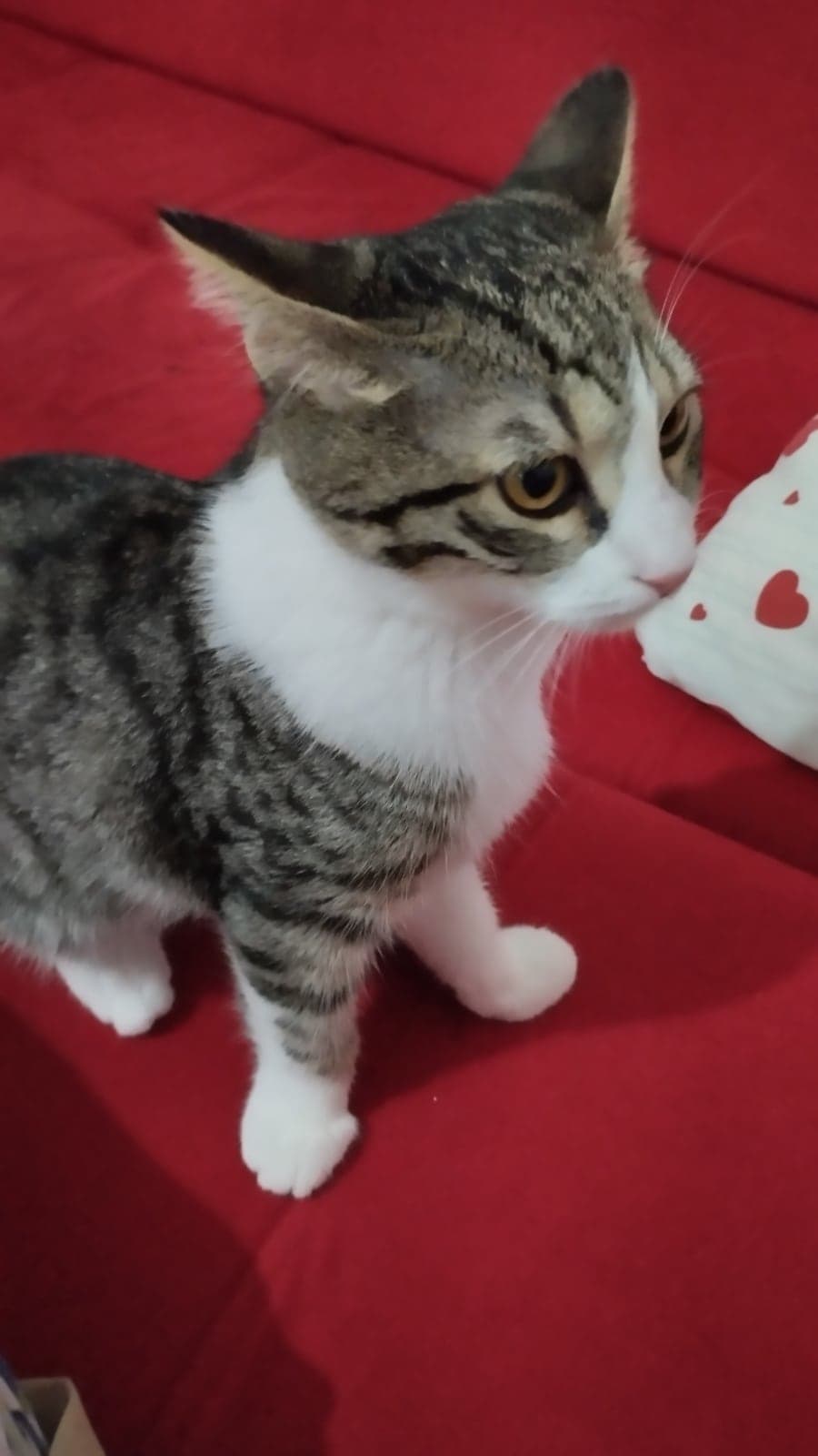 Asya Tekir Kedi, Samsun