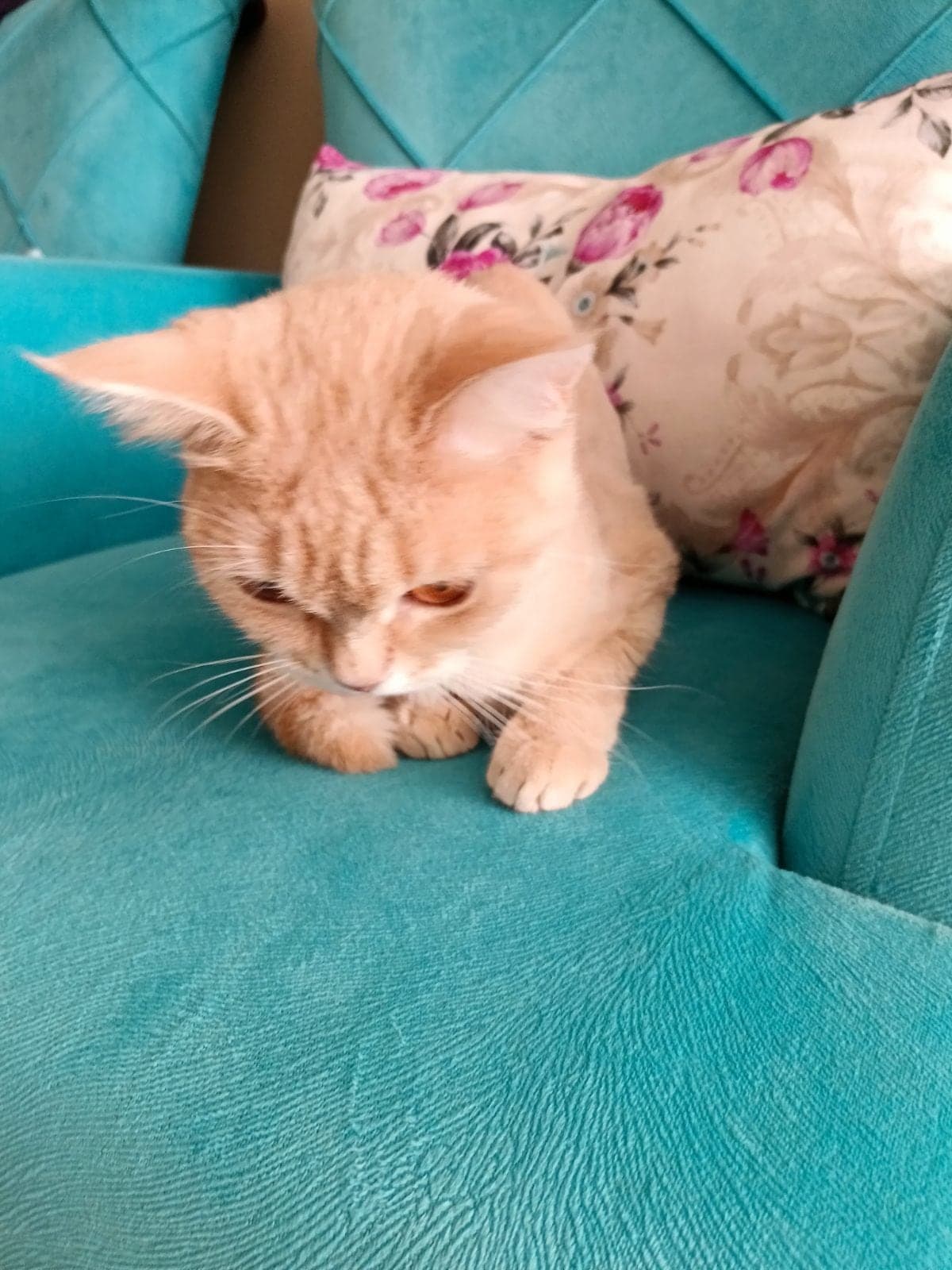 Kiz British Shorthair Kedi, Sakarya