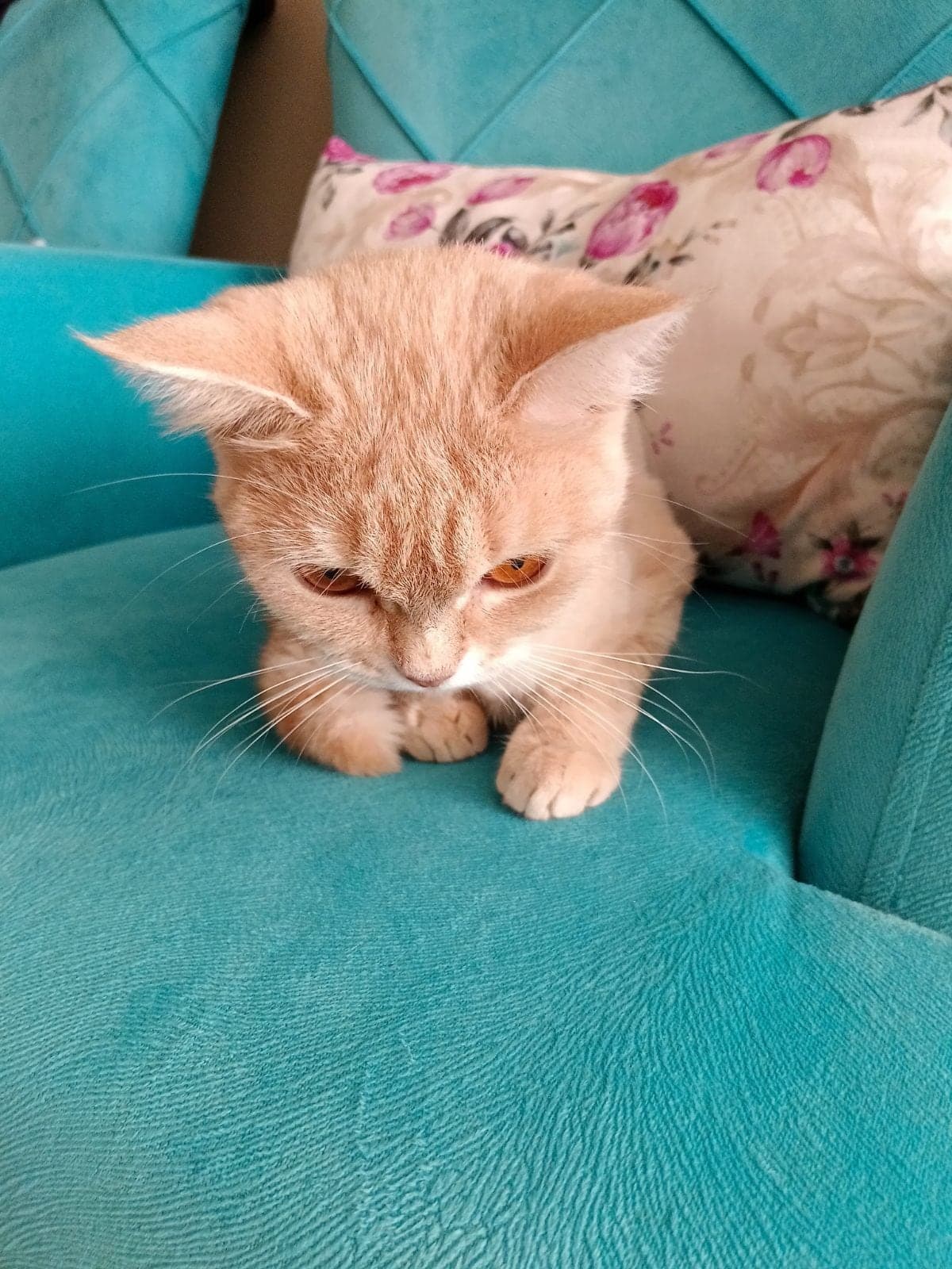 Kiz British Shorthair Kedi, Sakarya