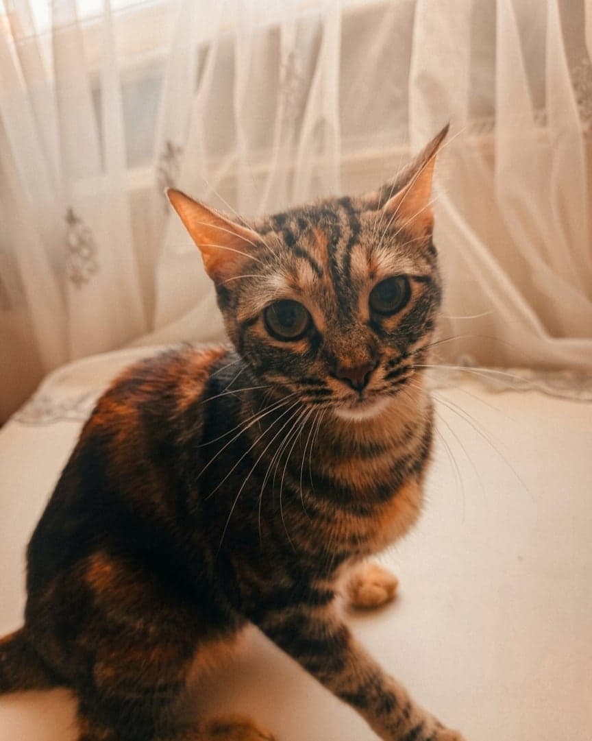 Tarçın Tekir Kedi, İstanbul