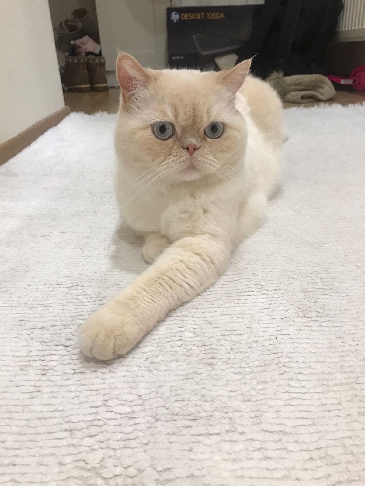 HALUK Exotic Shorthair Kedi, Ankara