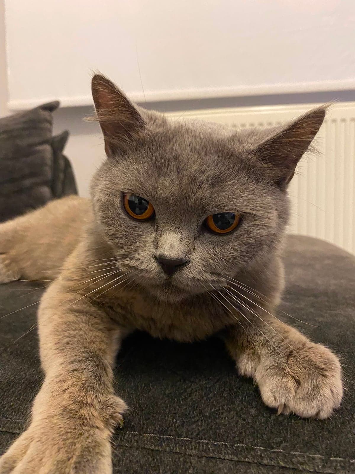 Paşa British Shorthair Kedi, Sakarya