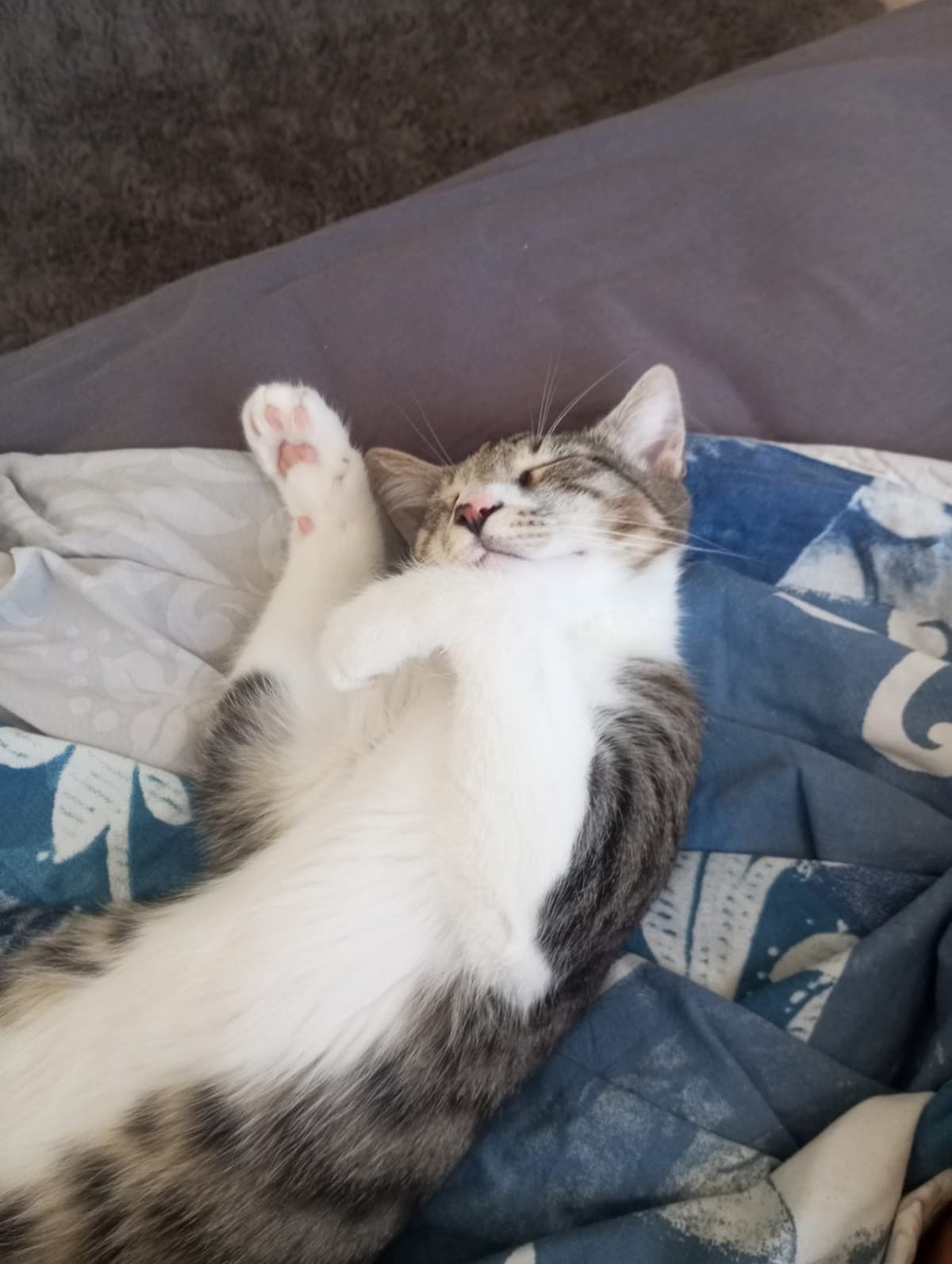 Dobby Tekir Kedi, İzmir