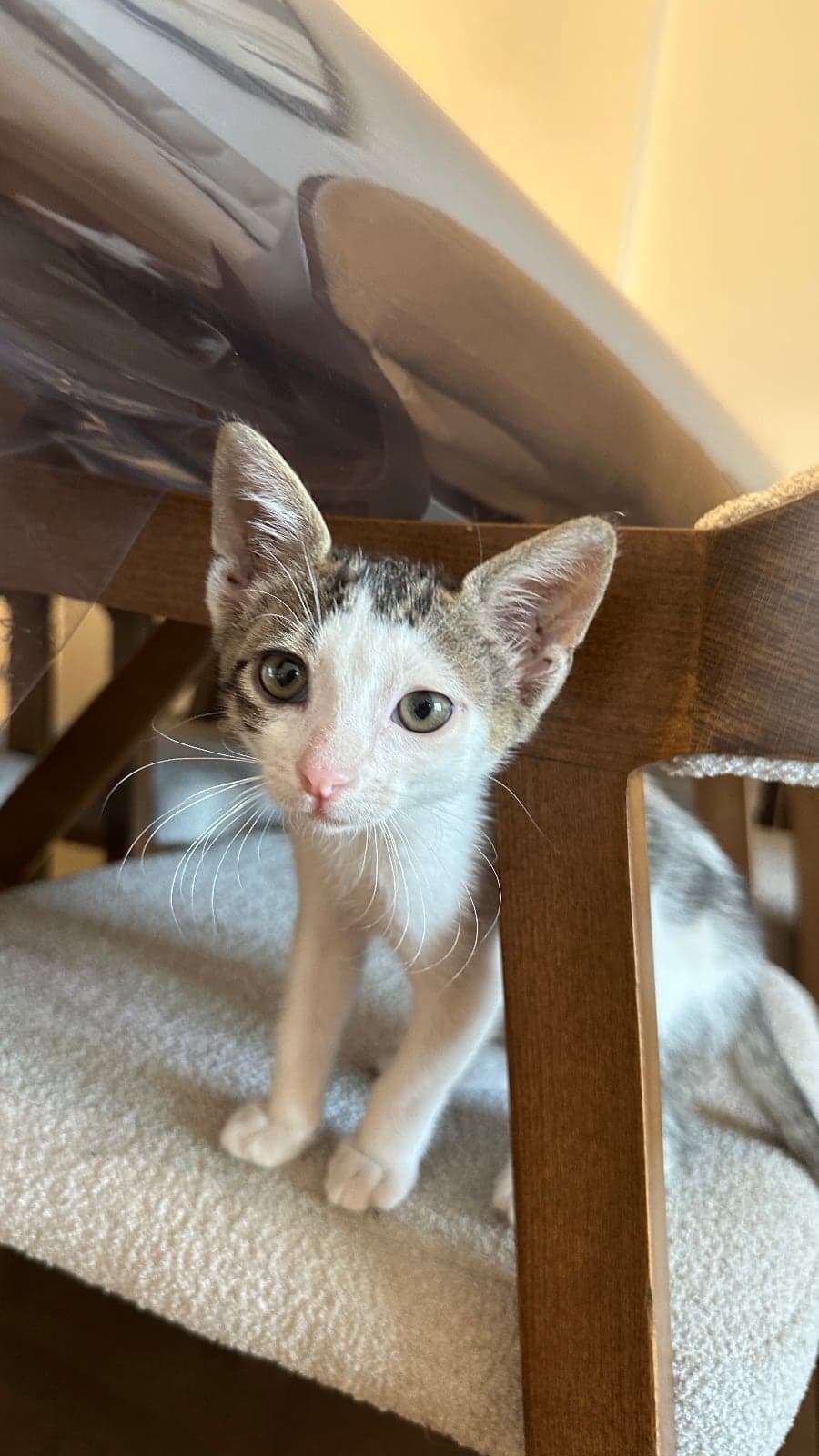 Siti Sokak Kedisi Kedi, İstanbul