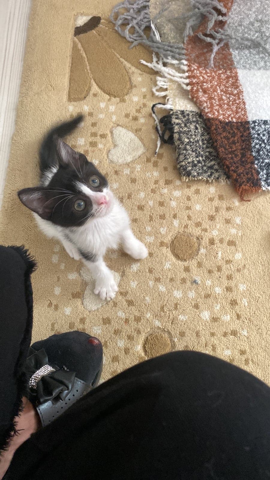 Boncuk Tekir Kedi, Ankara