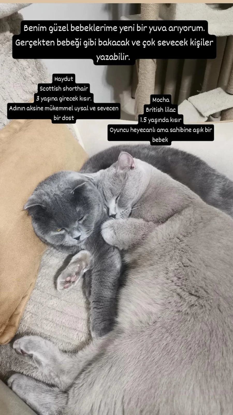 Haydut Scottish Fold Kedi, Şırnak