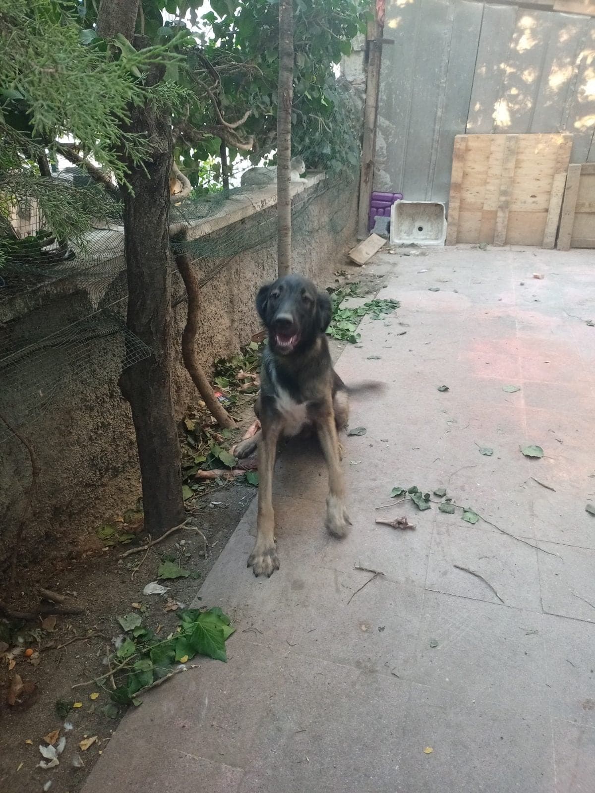 Fındık Kangal Köpek, Ankara
