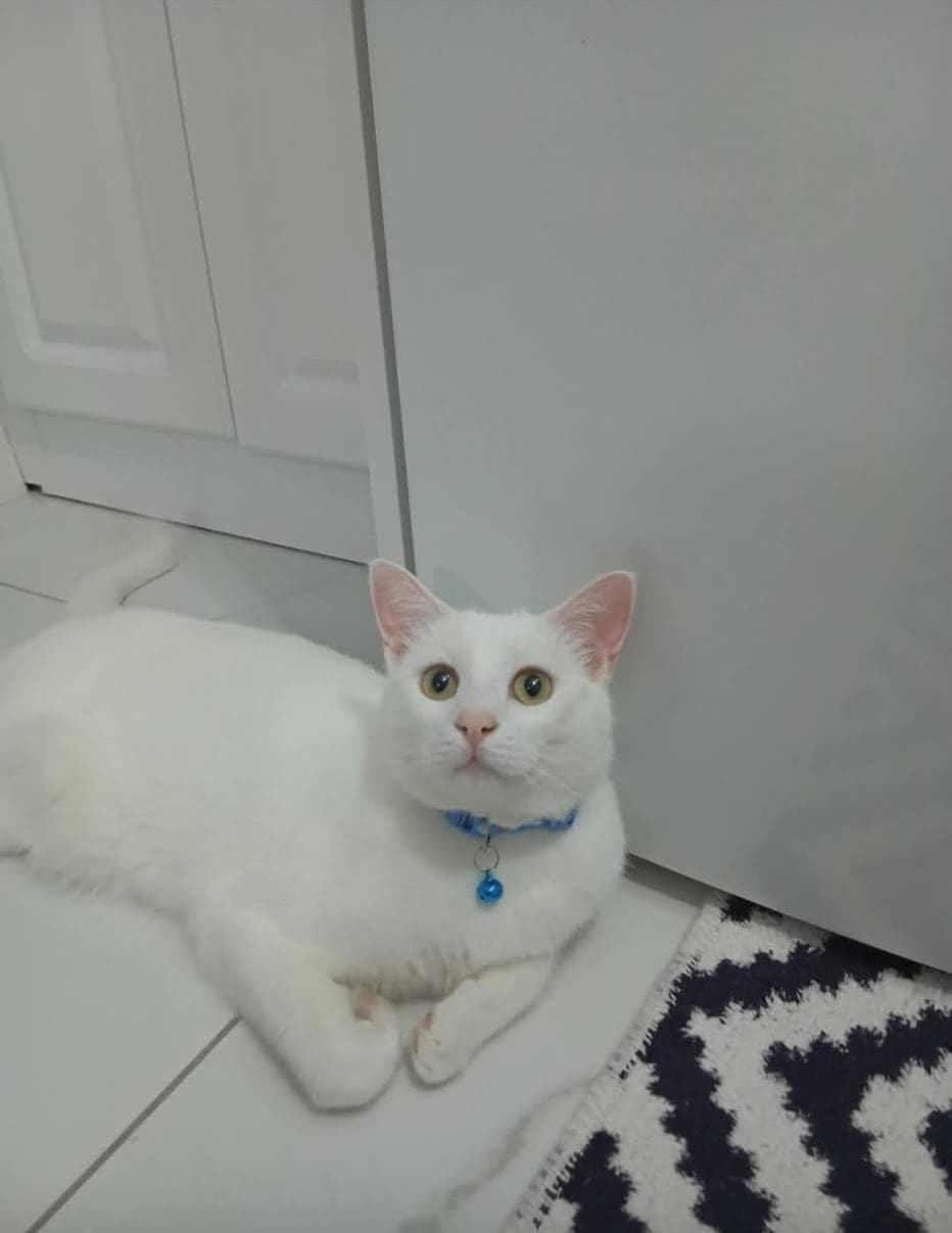 Beyaz kedi Tekir Kedi, Ankara