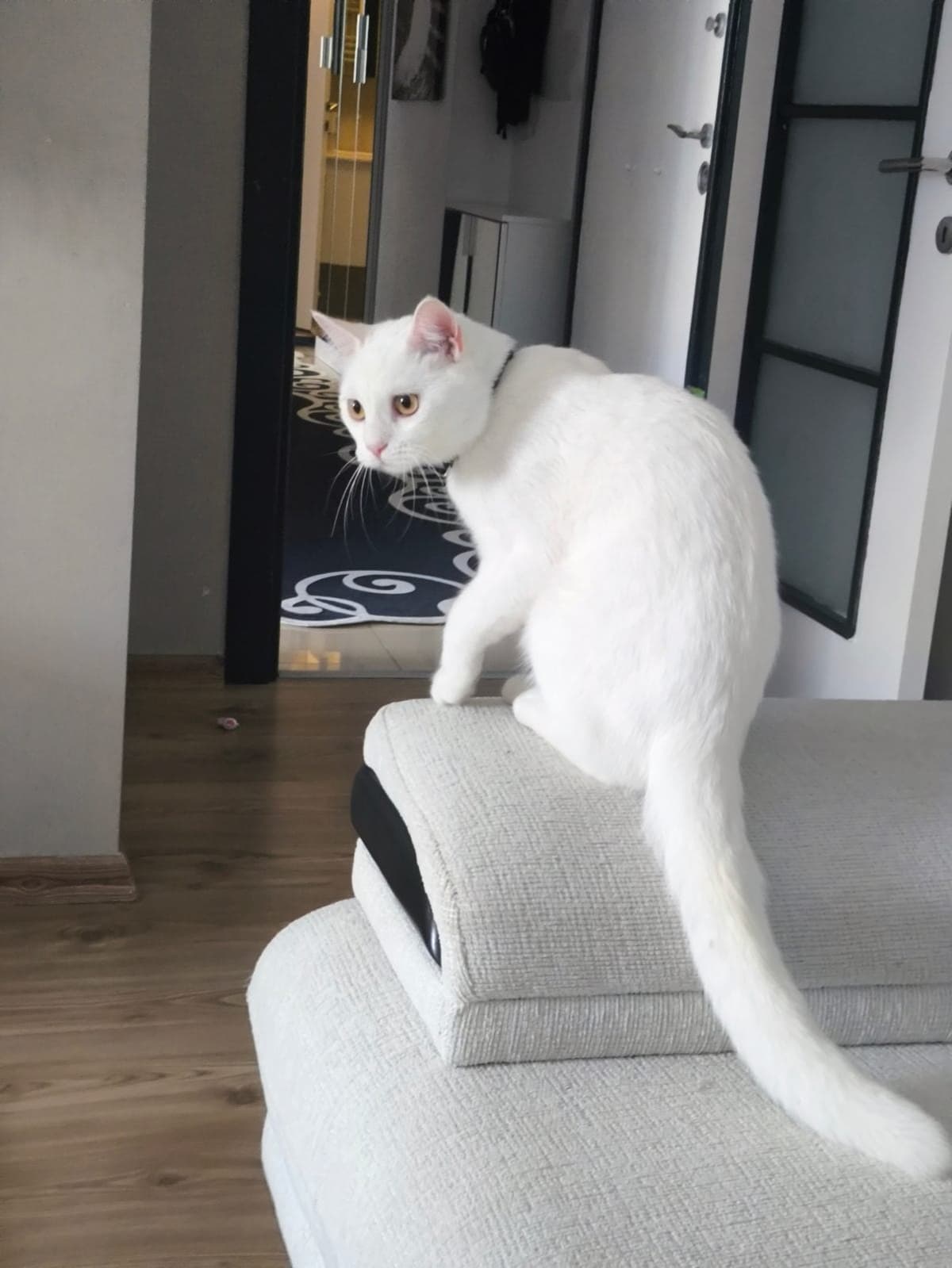 Mia Melez Kedi, İstanbul