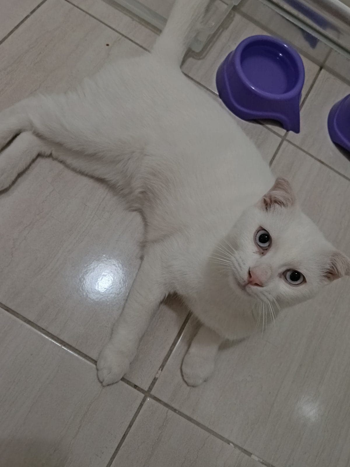 Ponçik Bilmiyorum Kedi, Ankara