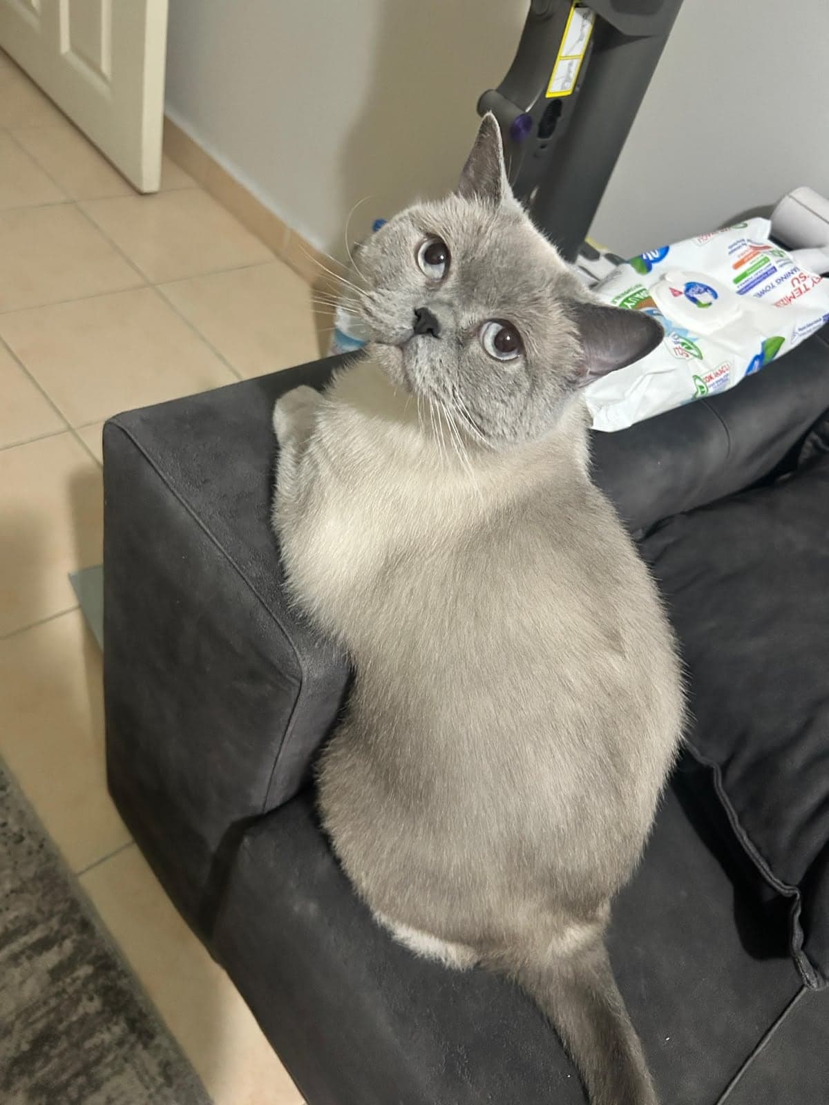 Hera Scottish Fold Kedi, Eskişehir