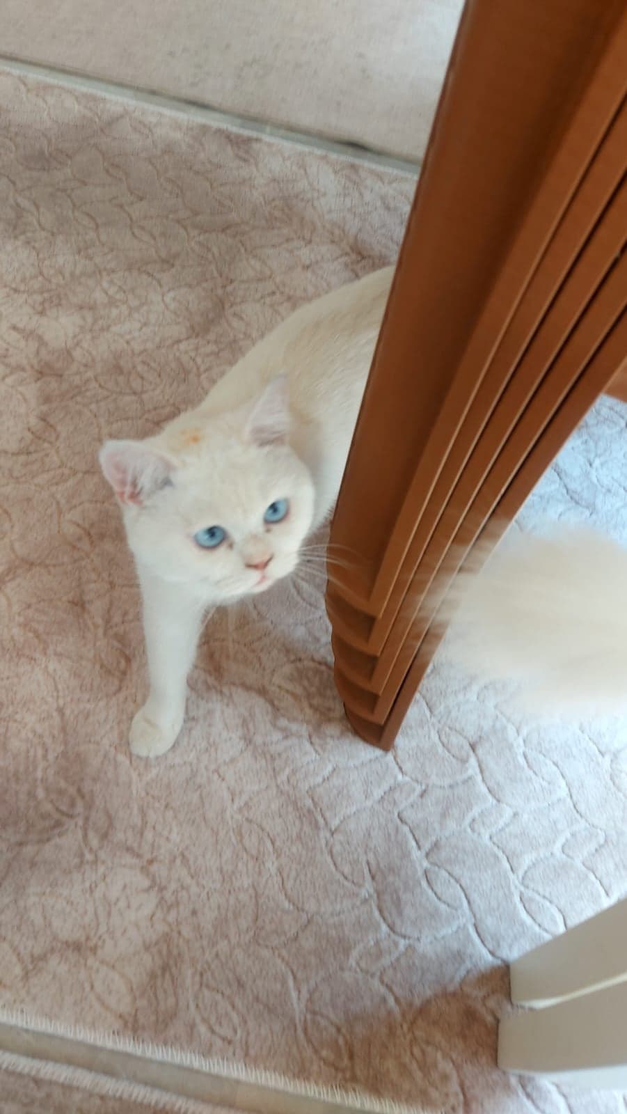 Pascal British Shorthair Kedi, Kayseri