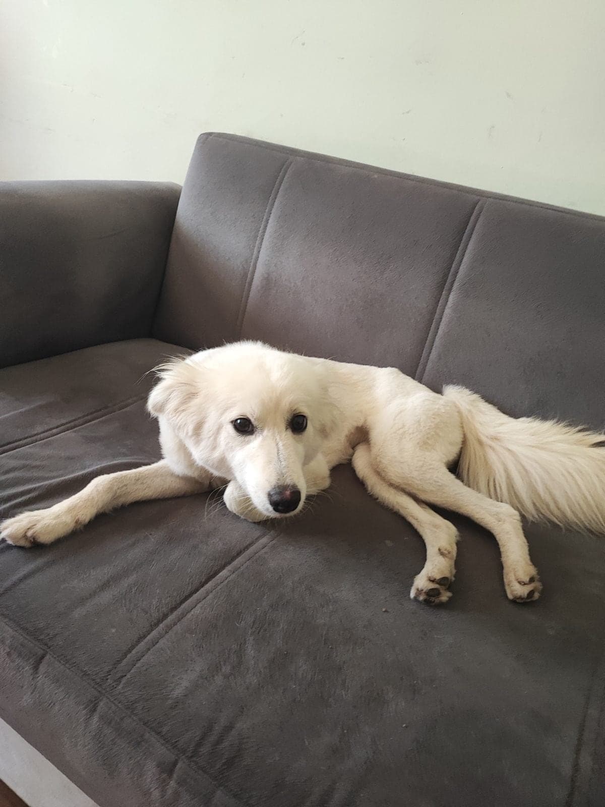 Kaymak Melez Köpek, İstanbul