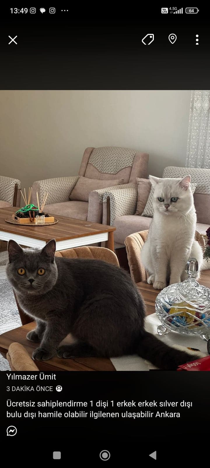Biritiş dişi ve erkek British Shorthair Kedi, Ankara