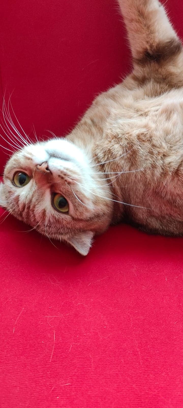 Piril Scottish Straight Kedi, Ankara
