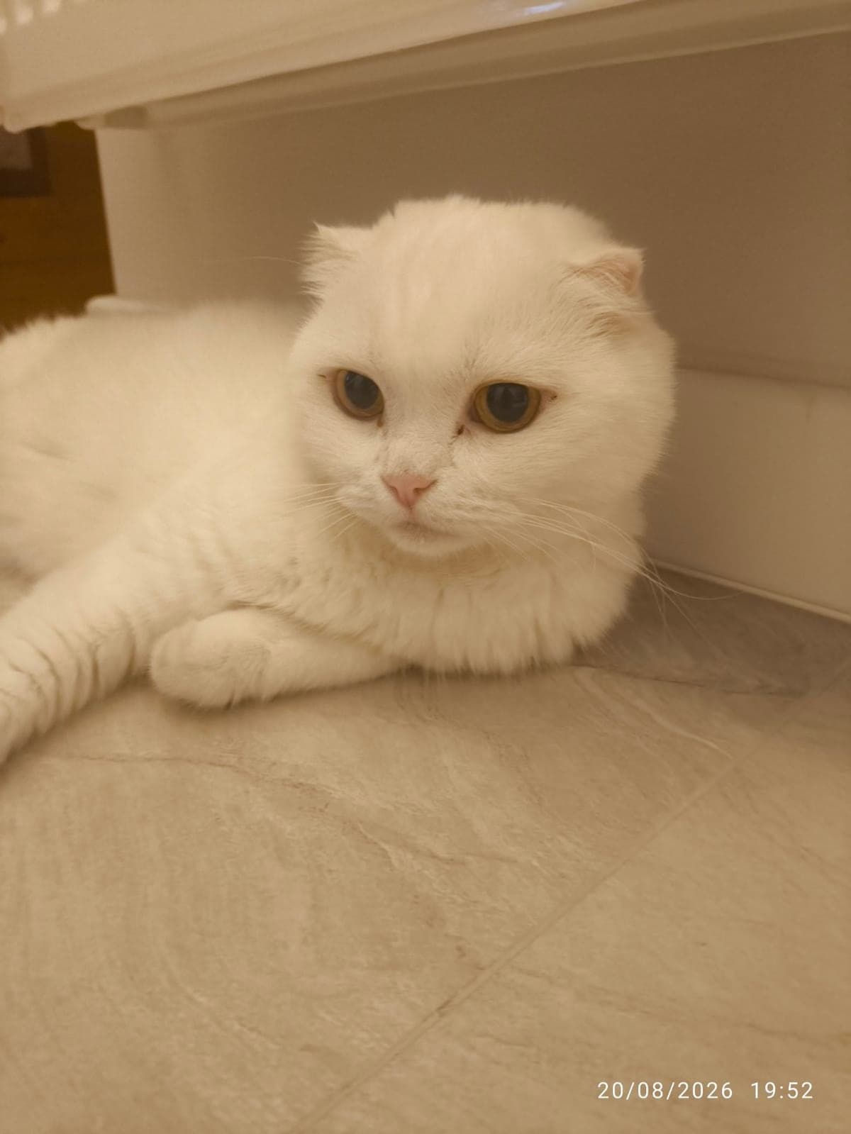 Minnoş Melez Kedi, Antalya