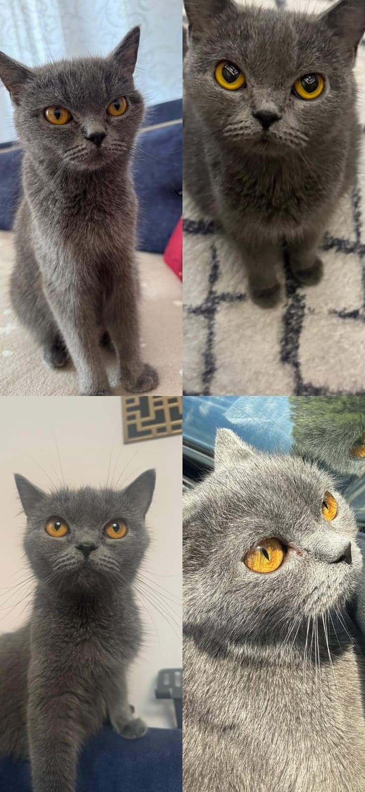 Balım British Shorthair Kedi, Balıkesir