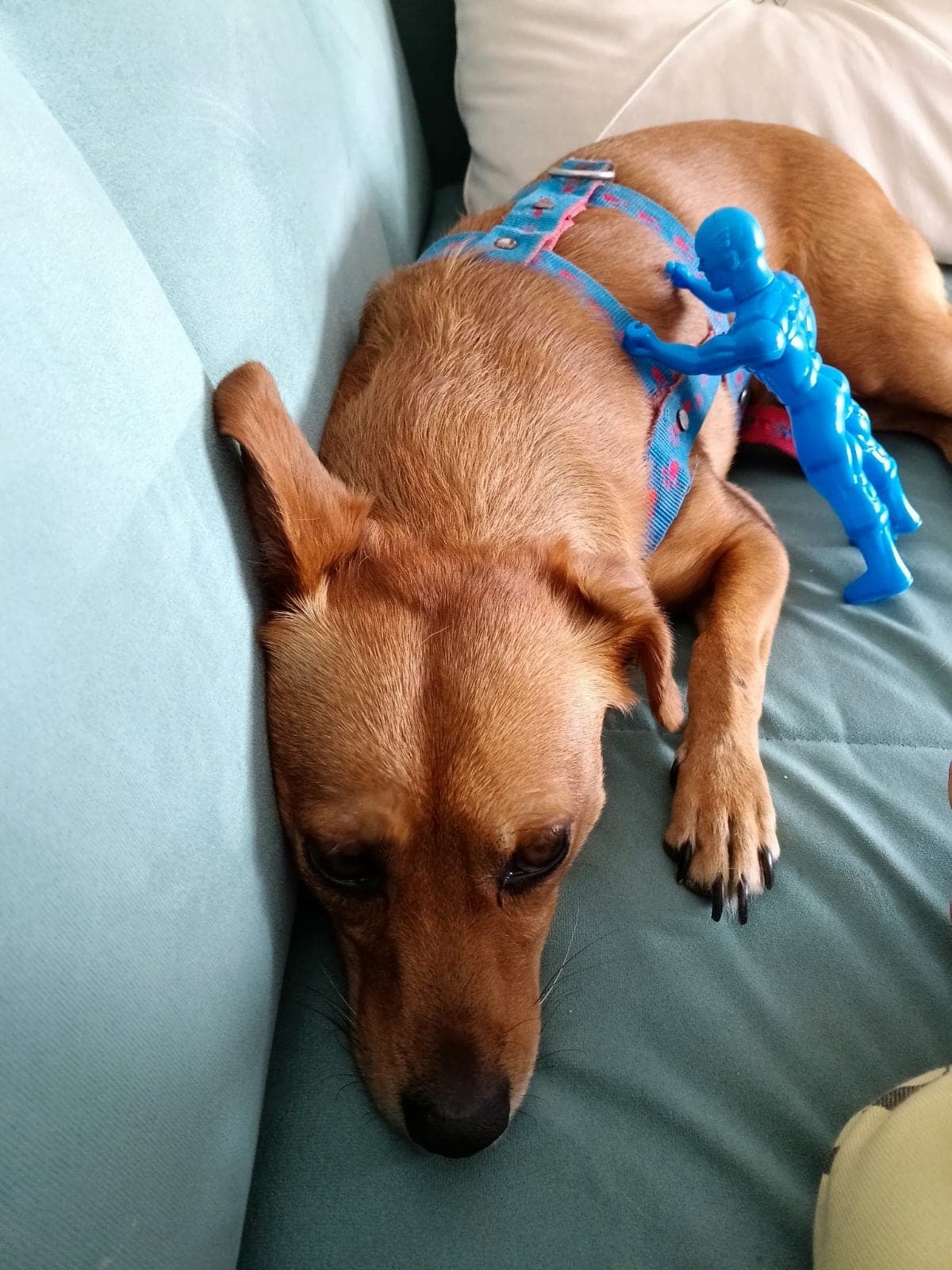 Hera Bilmiyorum Köpek, Ankara