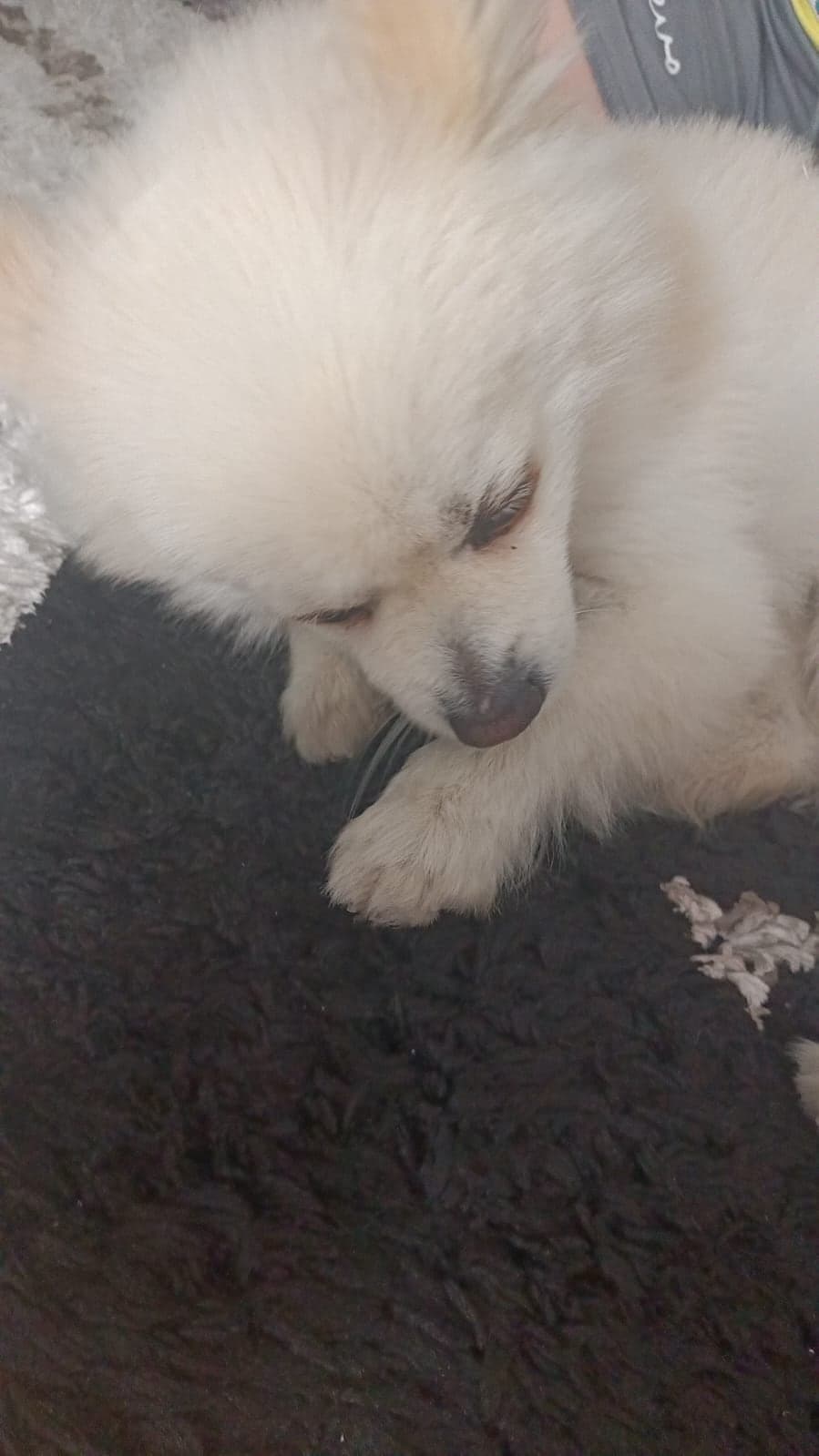 Panço Pomeranian Köpek, Sivas