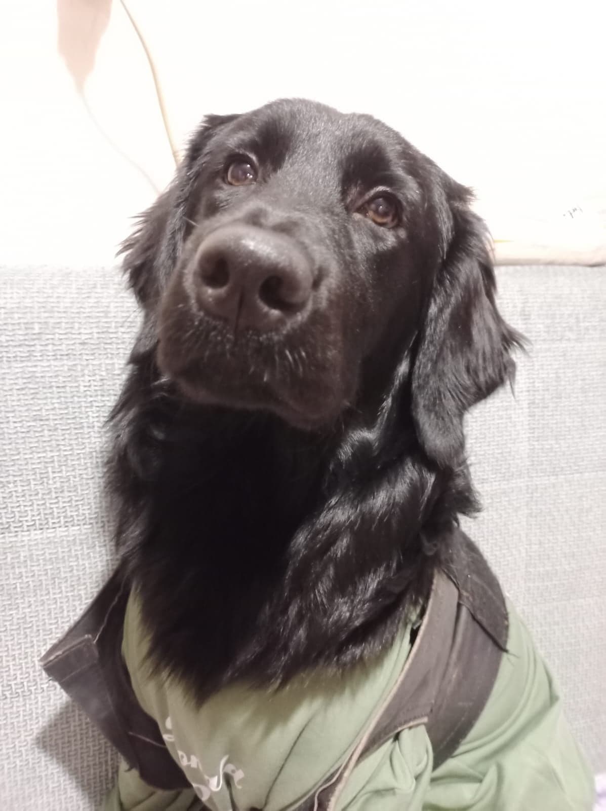 Ateş Labrador Retriever Köpek, İstanbul