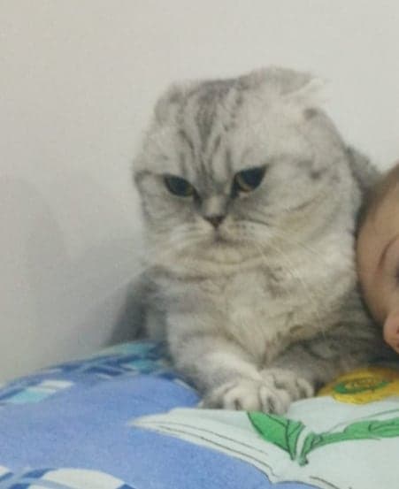 Marta Scottish Fold Kedi, Antalya