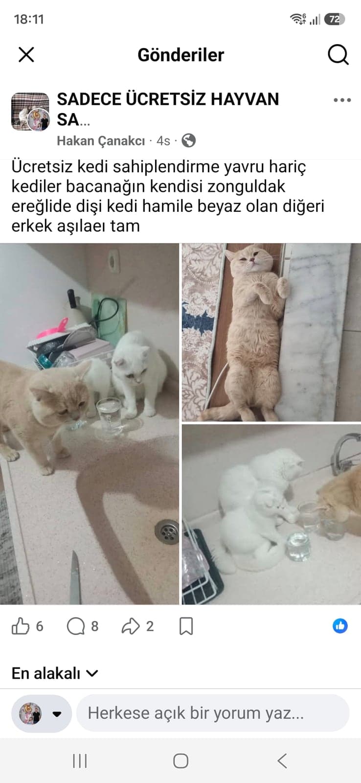 Kedi Scottish Fold Kedi, Zonguldak
