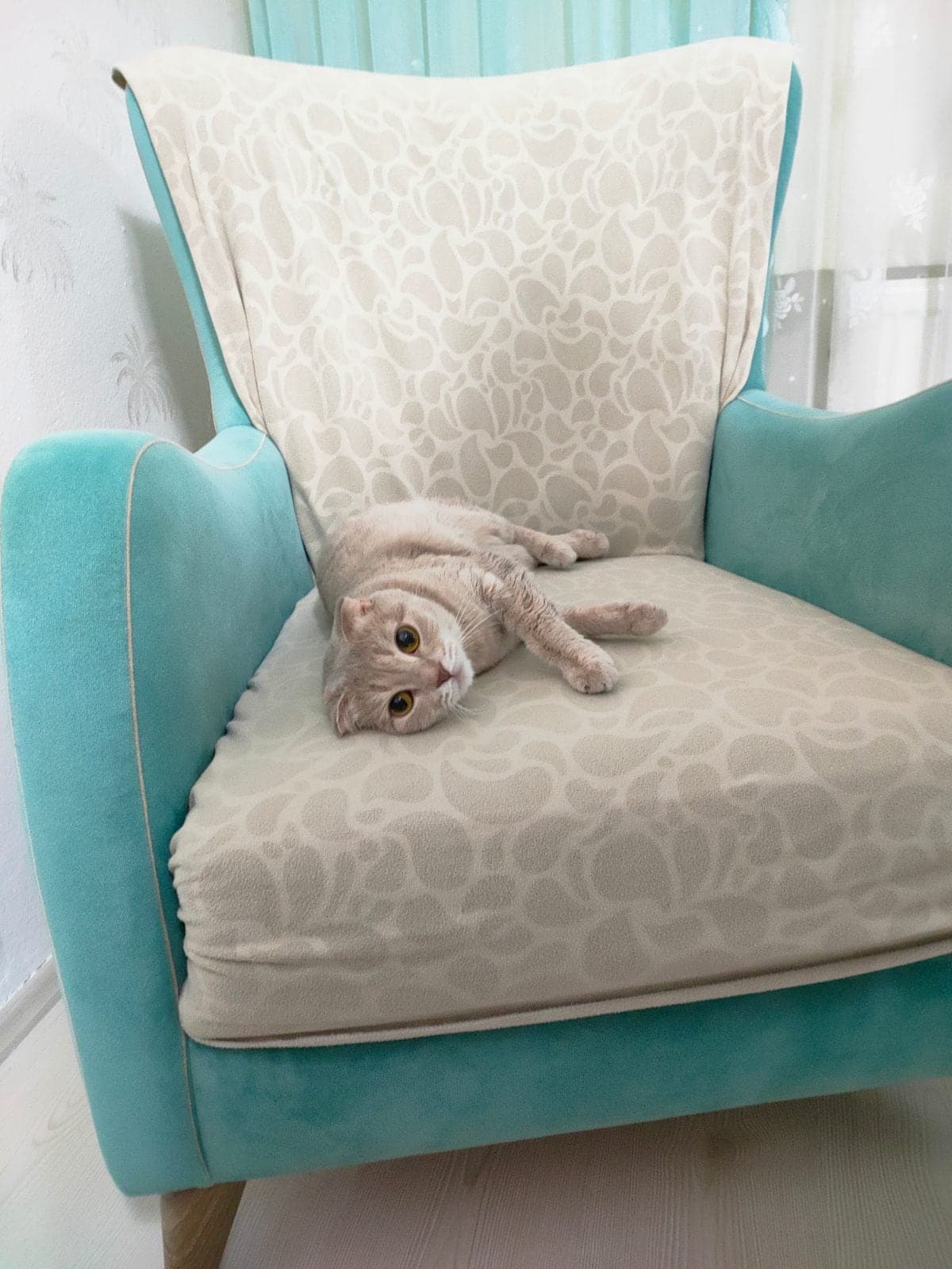 Mia Scottish Fold Kedi, İstanbul