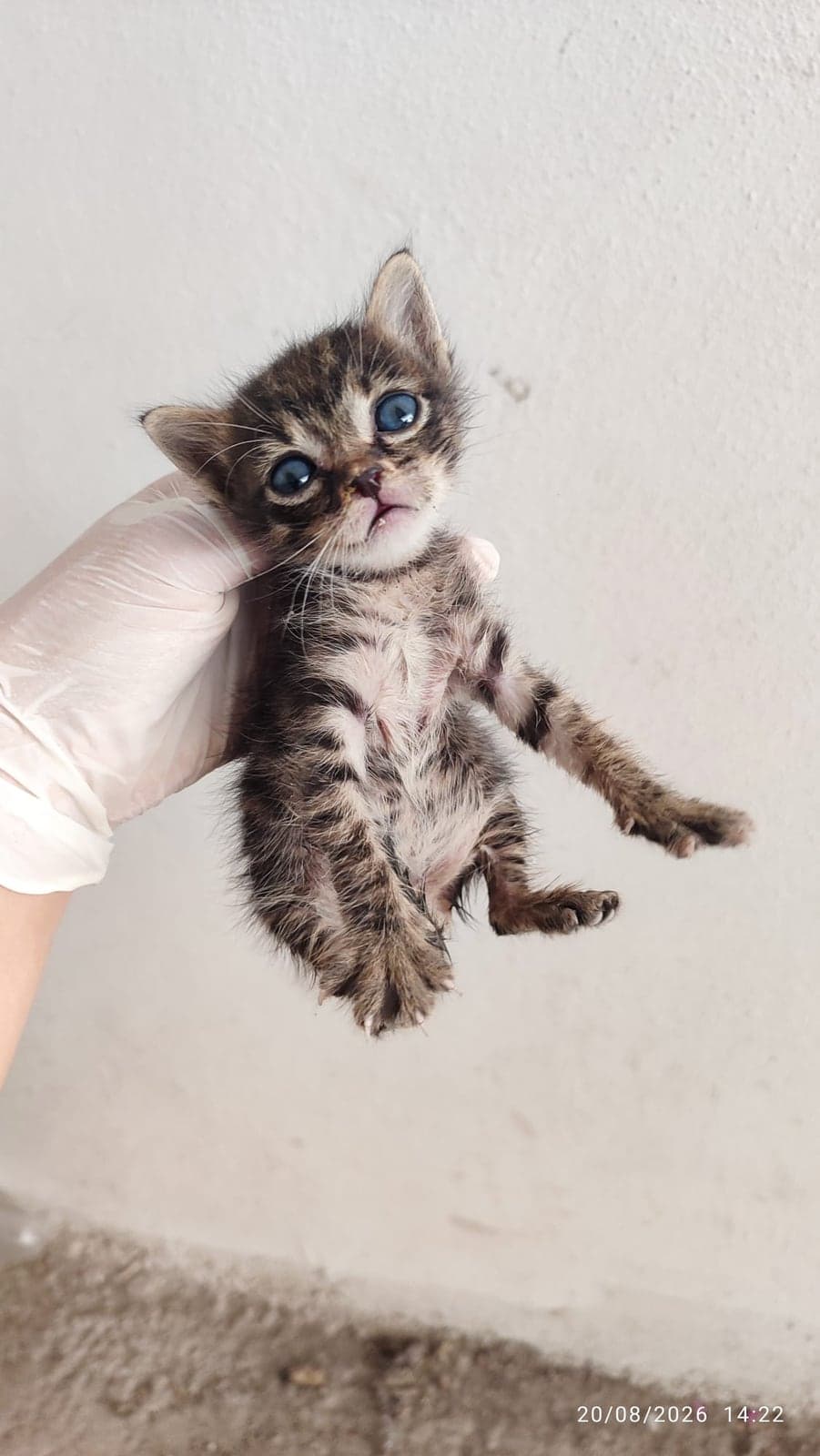 Maviş Bilmiyorum Kedi, İzmir