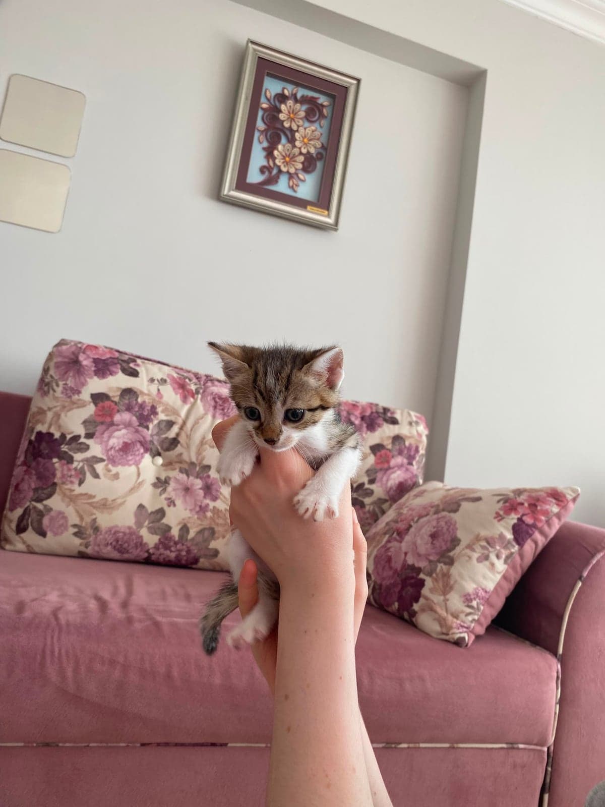 7 yavru kedi Bilmiyorum Kedi, Bursa