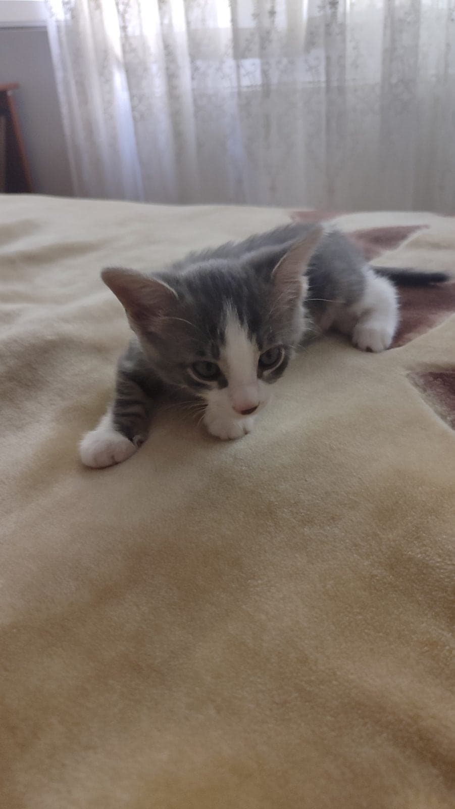 Garip araba kaputundan çıktı Bilmiyorum Kedi, Bursa