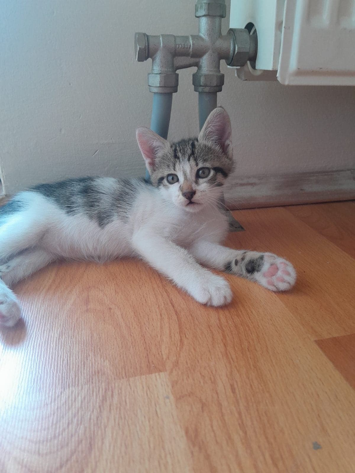 2tane sokak kedisi Sokak Kedisi Kedi, Eskişehir