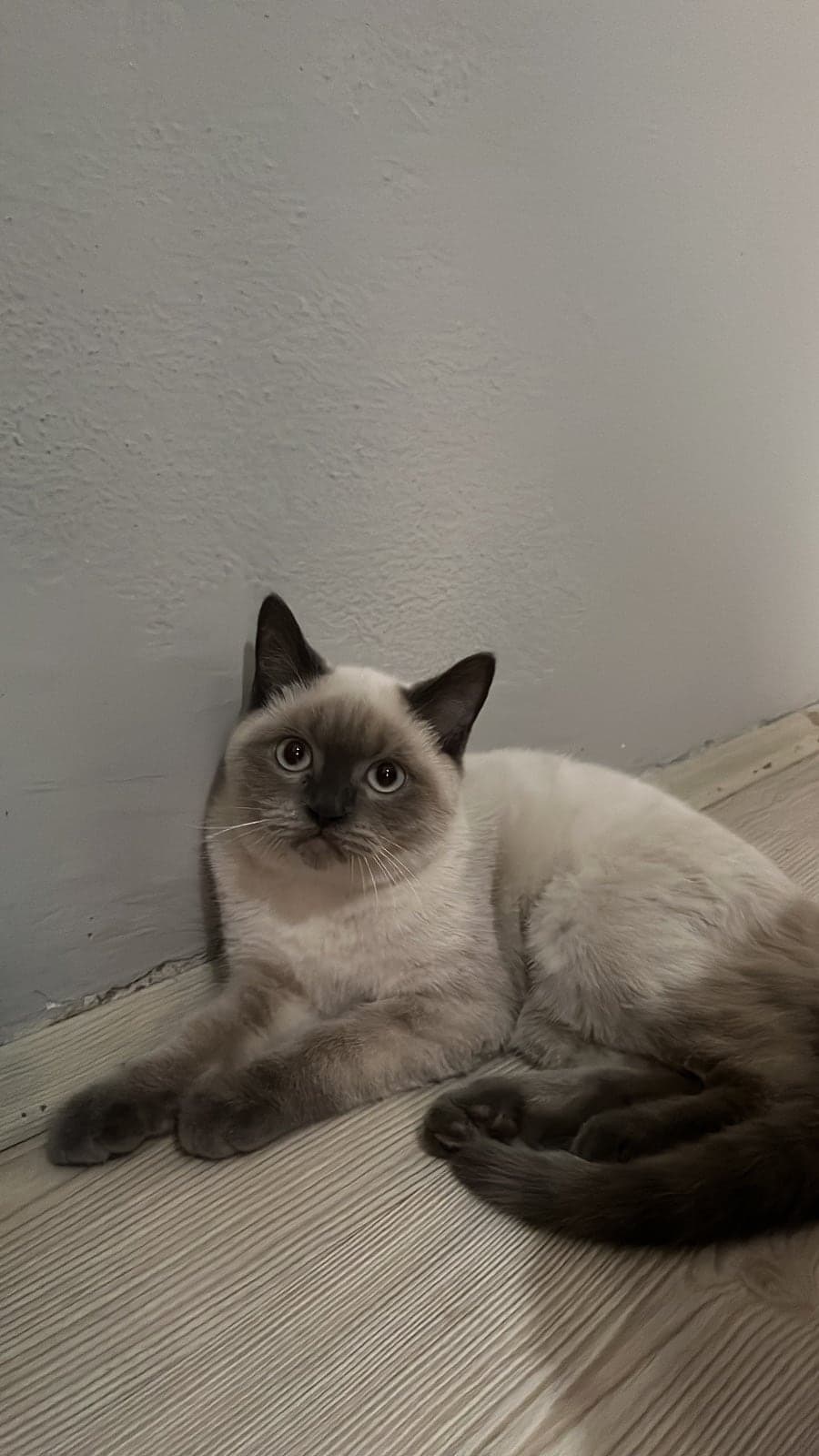 Ares Siyam Kedisi Kedi, Bursa