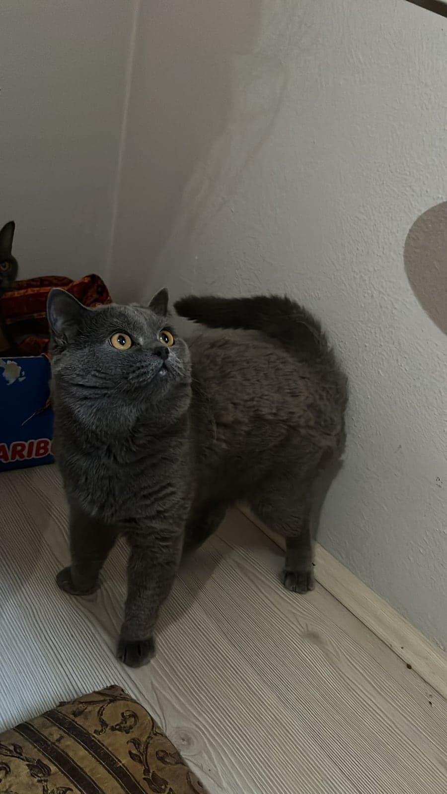 Bobo British Shorthair Kedi, Bursa
