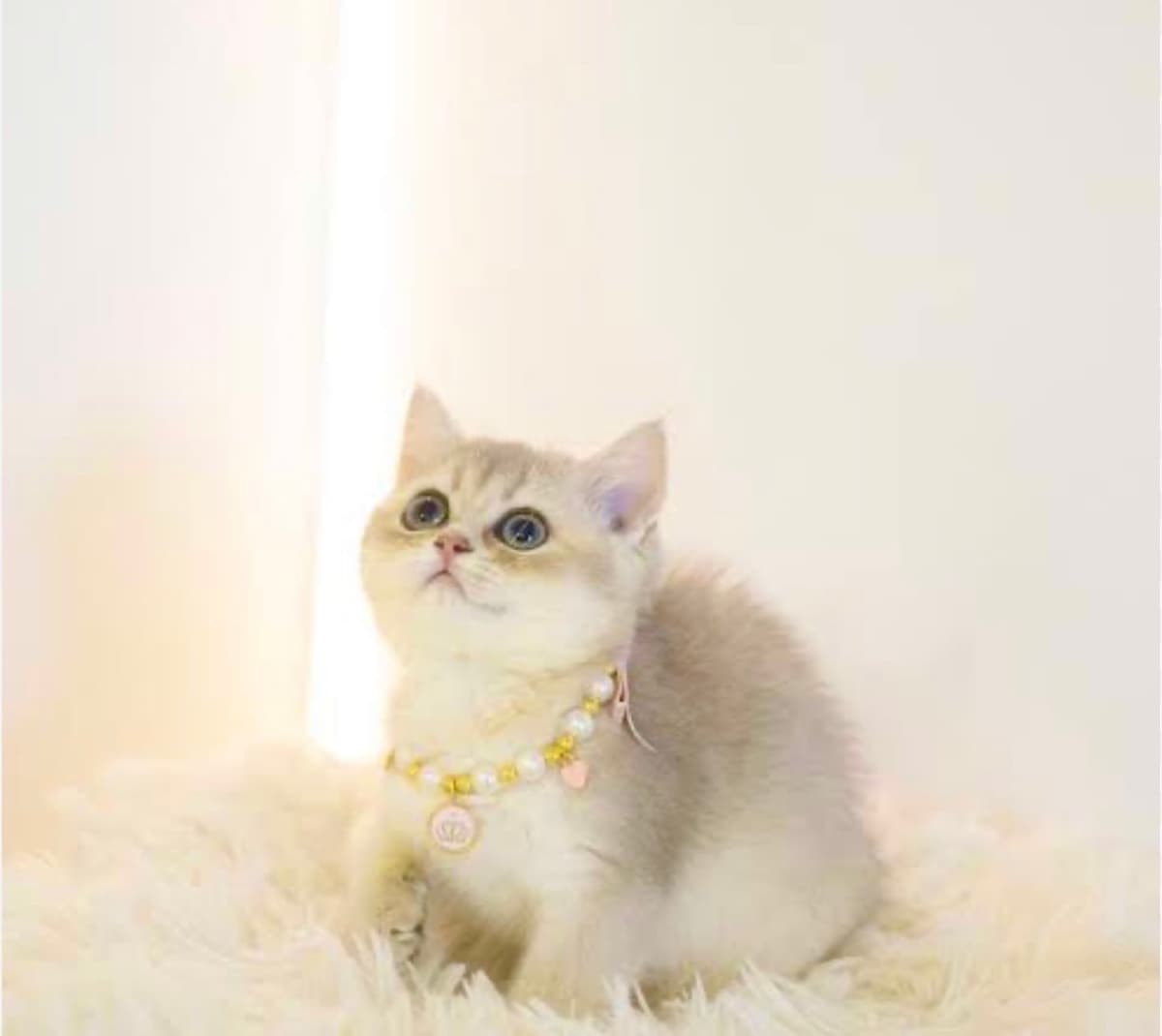 mia British Shorthair Kedi, İstanbul
