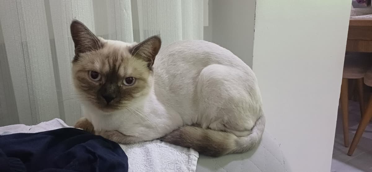 Boncuk ve pamuk British Shorthair Kedi, İstanbul