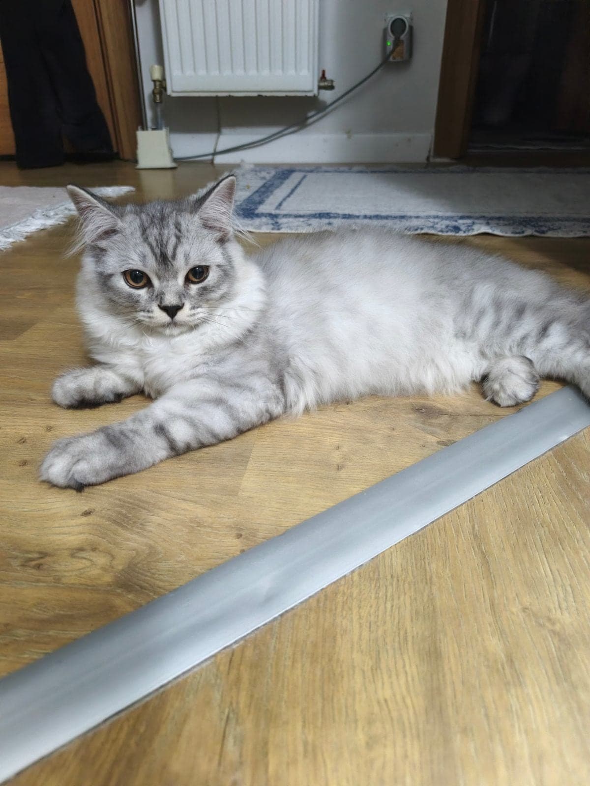 İsmi yok British Longhair Kedi, İstanbul