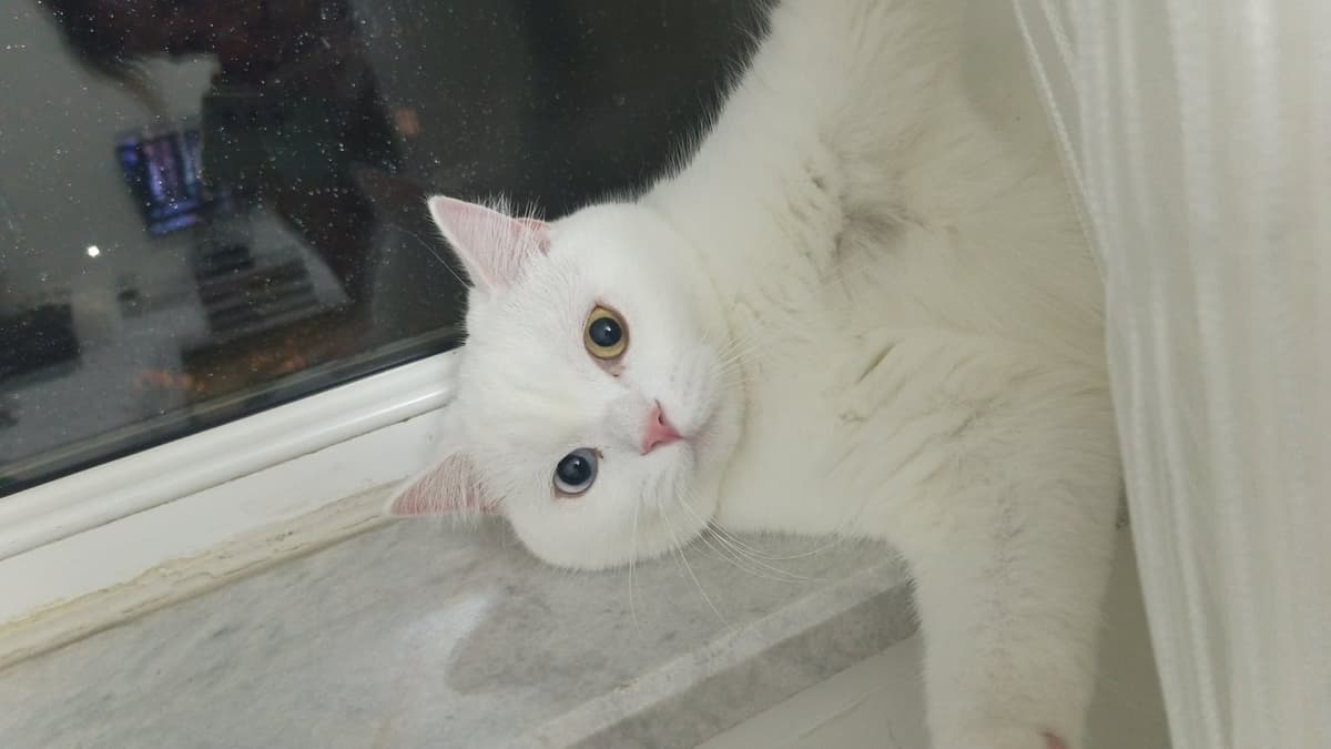 Sütlaç Van Kedisi Kedi, İstanbul