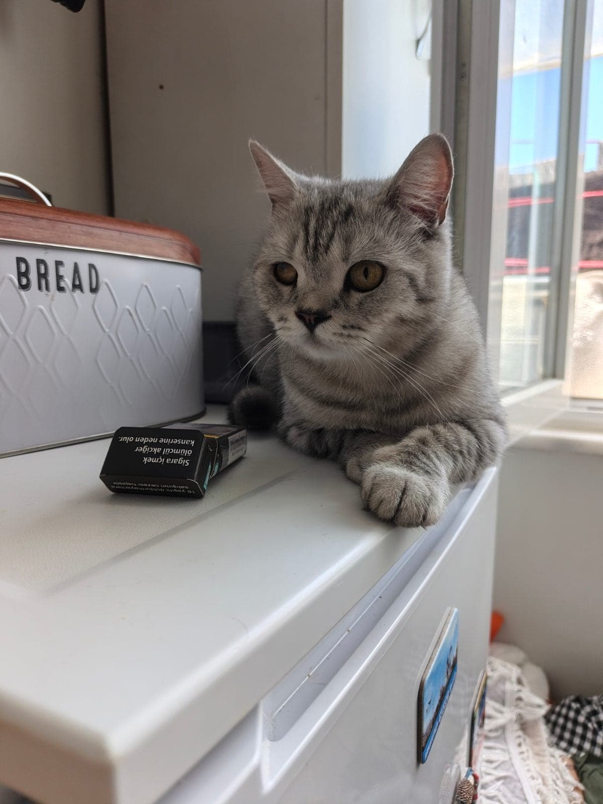 Maya British Shorthair Kedi, İstanbul