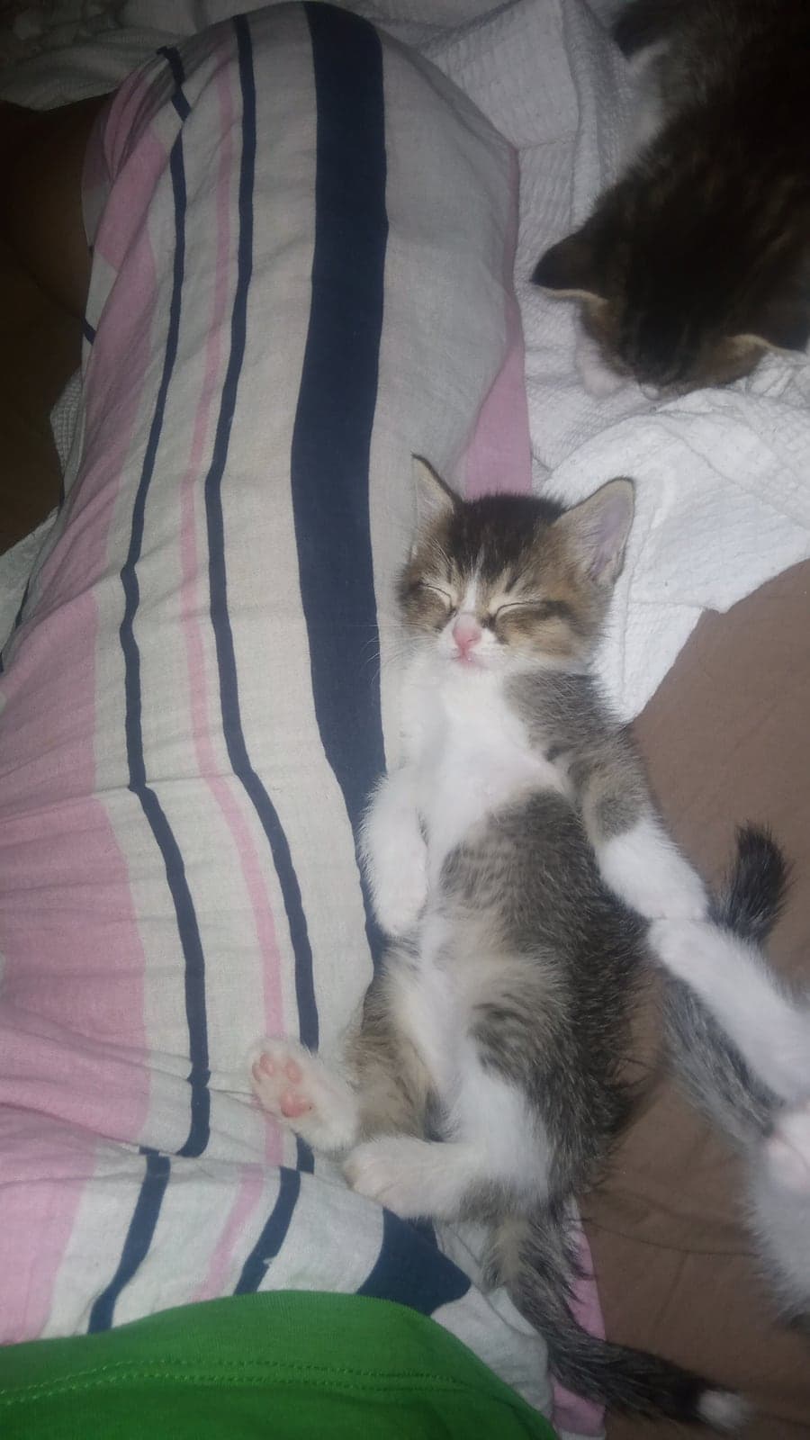 Kedi Melez Kedi, İzmir