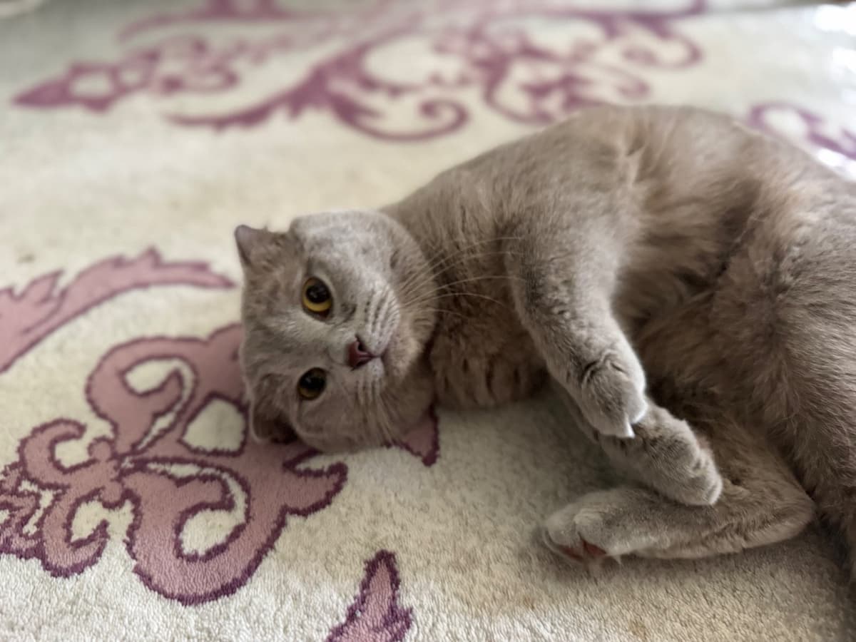 Dobby Scottish Fold Kedi, İzmir