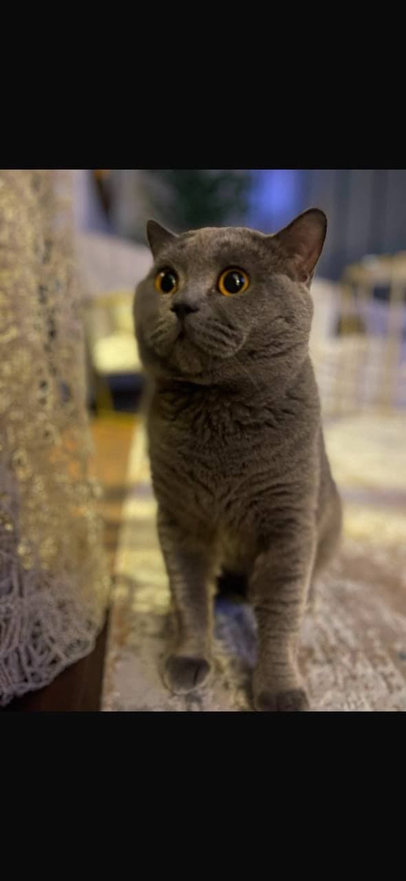 Sis British Shorthair Kedi, Adana