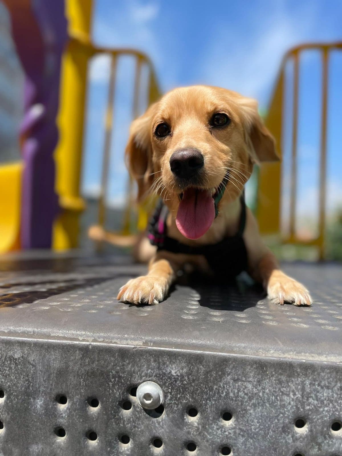 İKRA Melez Köpek, Ankara