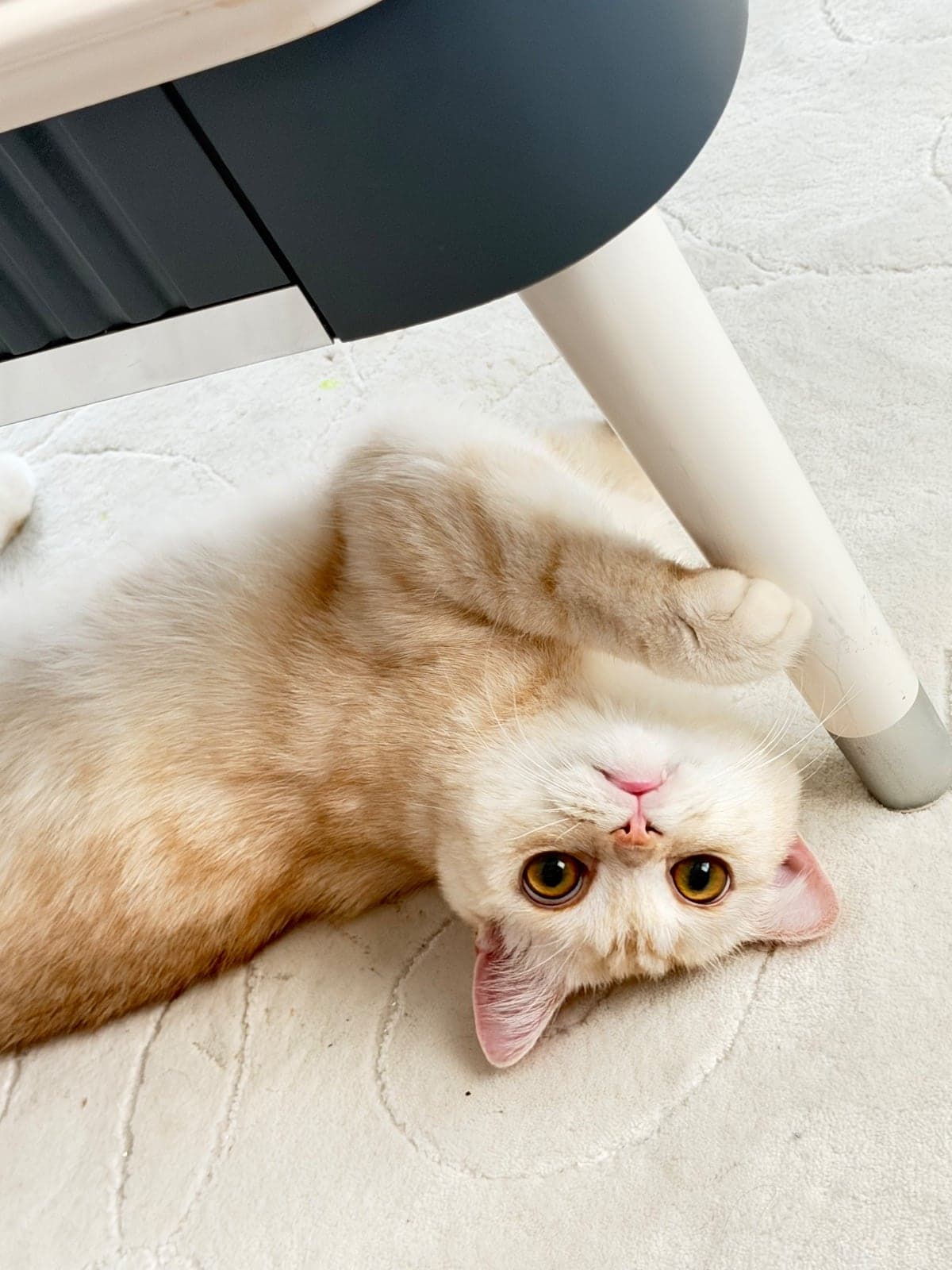 LATTE British Shorthair Kedi, İstanbul