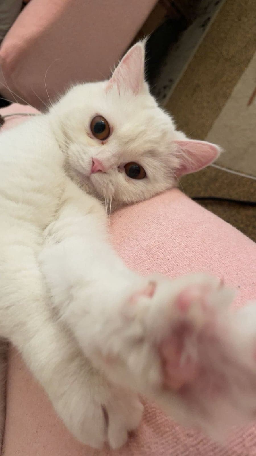 Hera British Shorthair Kedi, İzmir
