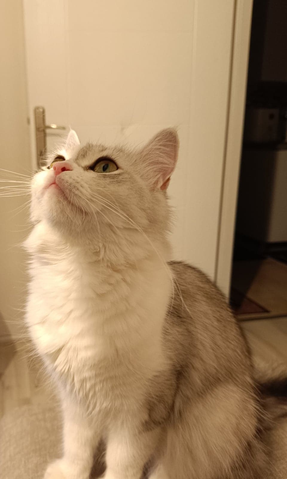 Mila British Longhair Kedi, İstanbul