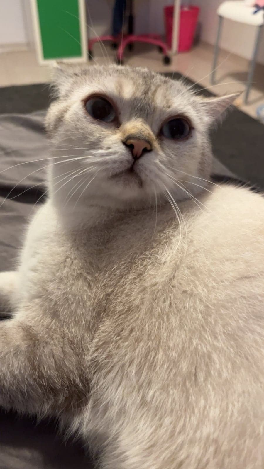 Mia British Shorthair Kedi, İzmir