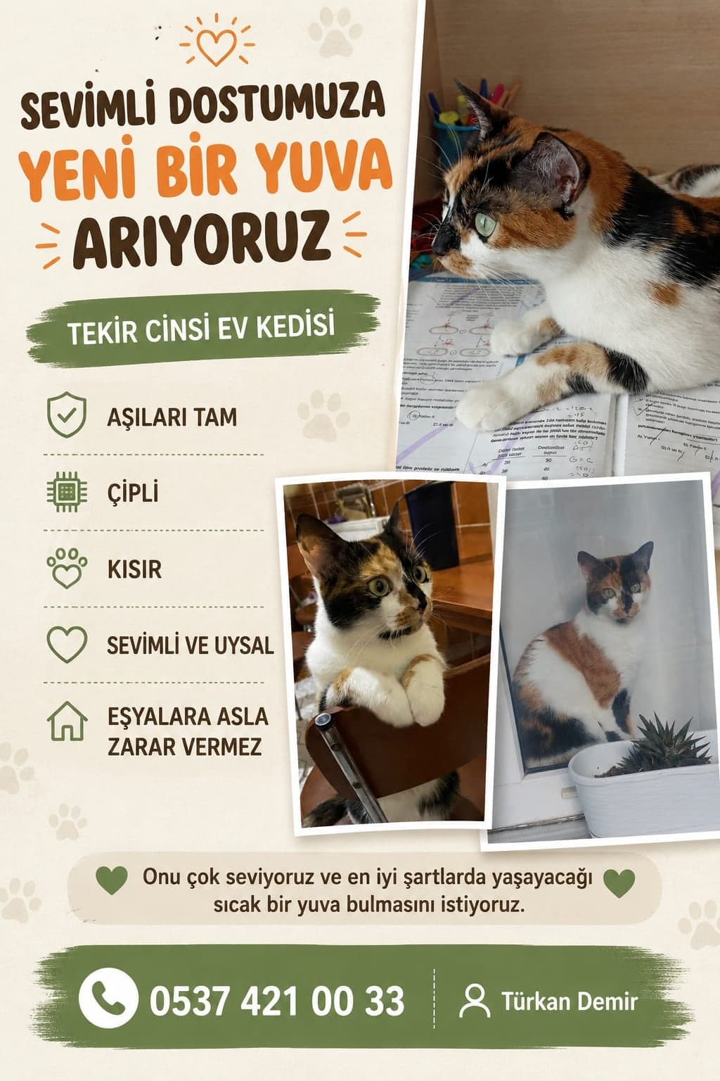 Bade Tekir Kedi, İstanbul