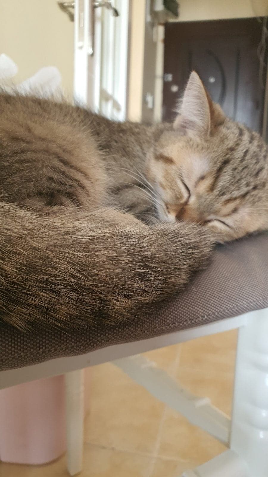 Şıpıdık Scottish Straight Kedi, Ankara