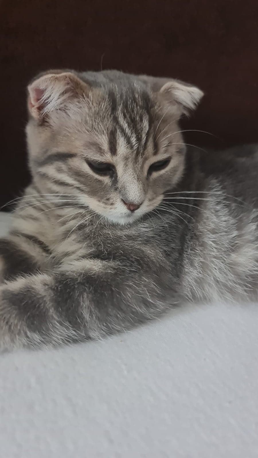 Mochi Scottish Fold Kedi, İstanbul