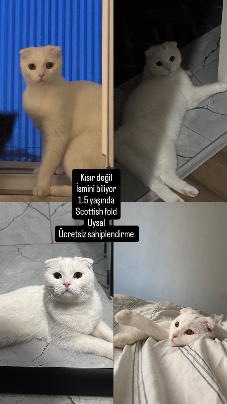 Sütlaç Scottish Fold Kedi, İstanbul